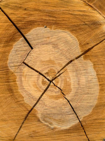 the annual rings of a felled tree.の写真素材