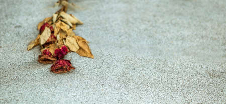on a stone slab is a faded rose. symbol photo for solitude and oblivion.の写真素材