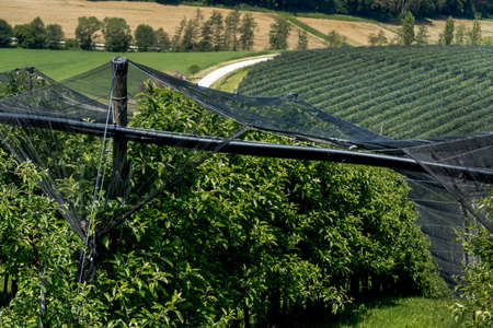 about plantations of fruit nets was hung against storms and hail. protect fruit and plants from severe weather.の写真素材