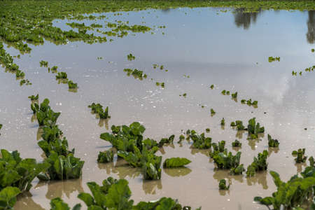 after a heavy rain during a storm, the plants were flooded in a fieldの写真素材