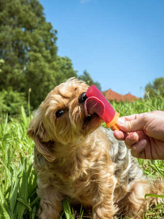 to cool off gets dog billy in summer ice than refreshment.の写真素材