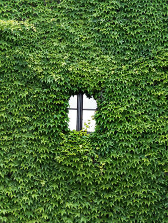 a house is completely overgrown with ivy. only one window siehht heruas.