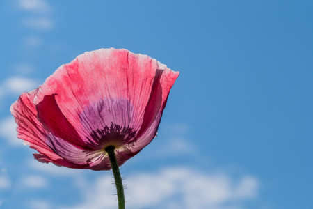 poppy field with poppies in summerの写真素材