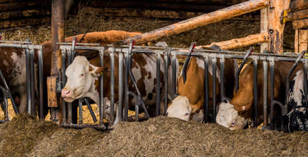 cows in a barn