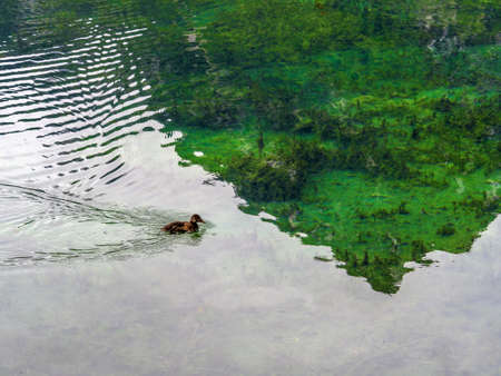 a duck swimming in a clear lake. austria, upper austria, schiederweiher. mountain reflected in lake. in the reflection you see on the bottom of the lakeの写真素材