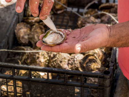 oyster farming in europeの写真素材