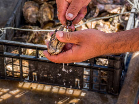 oyster farming in europe