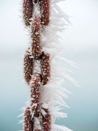 in the cold in winter, frost formsの写真素材