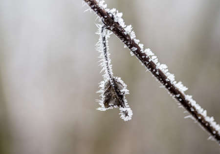 in the cold in winter, frost formsの写真素材