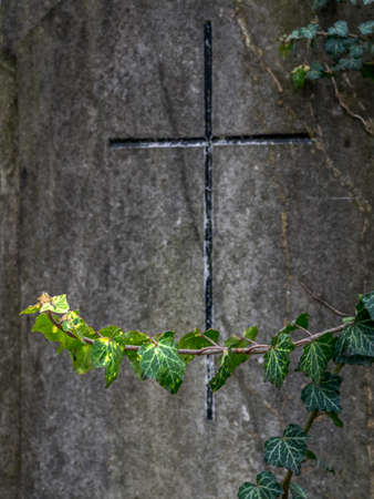 on a grave stone in a cemetery ivy twinesの写真素材