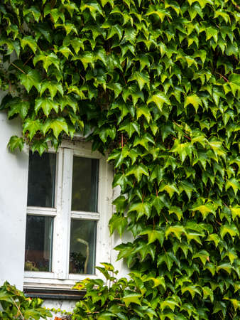 a house is fully overgrown with ivyの写真素材