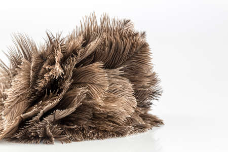 a feather duster against white background, symbol photo for cleanliness and careの写真素材
