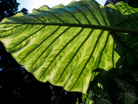 close-up of a leafの写真素材