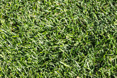 meadow or lawn