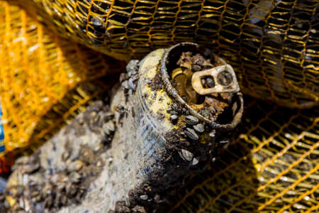 can of mussels overgrownの写真素材