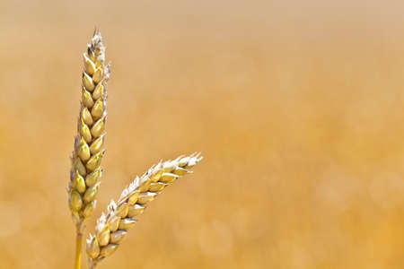 wheat on a fieldの写真素材