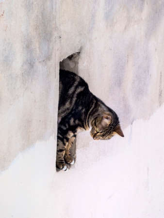 cat in a wall openingの写真素材