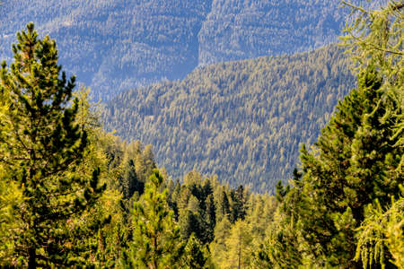 view over coniferous forestsの写真素材