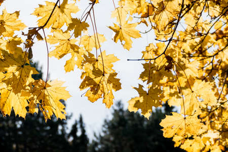 leaves with autumnal coloringの写真素材