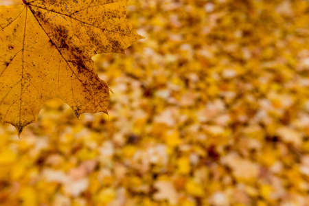 yellow leaves in the autumnの写真素材