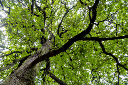 deciduous tree and treetopの写真素材