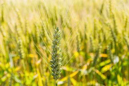 barley field before the harvestの写真素材