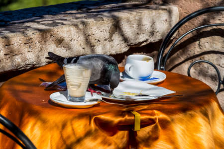 dove in the innの写真素材