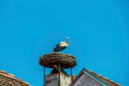 austria, rust. nest of a storkの写真素材