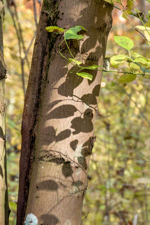 a leaf in the autumnの写真素材