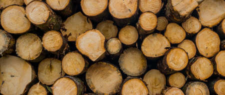 Many trees were felled. Tree trunks lie side by sideの写真素材