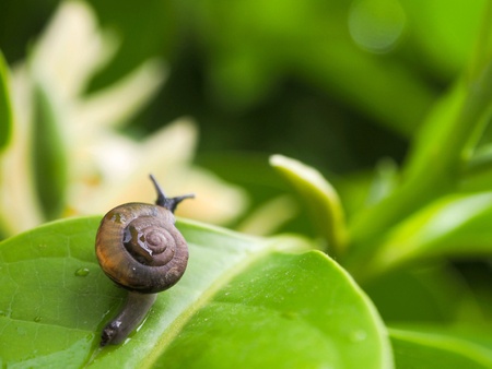 Little snail
