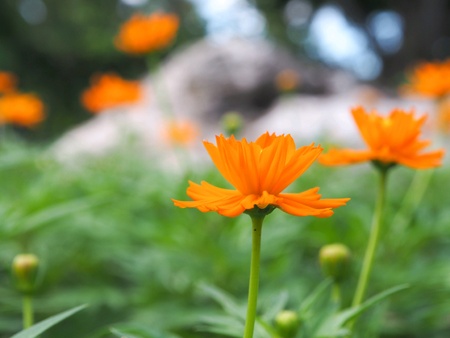 Orange flowerの素材