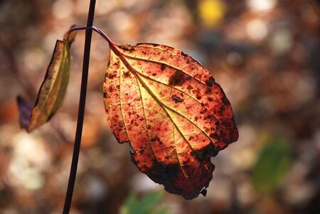 Autumnal leafの写真素材