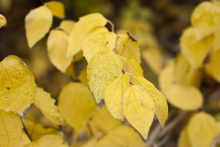 yellow leavesの写真素材