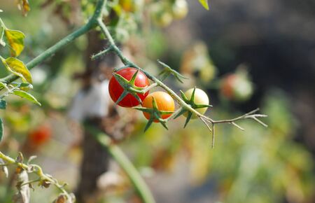 Cherry tomatoesの写真素材