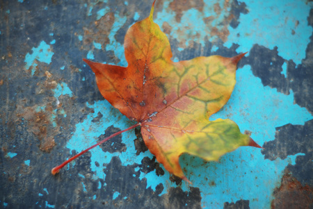Autumn leaves over blue wooden backgroundの写真素材