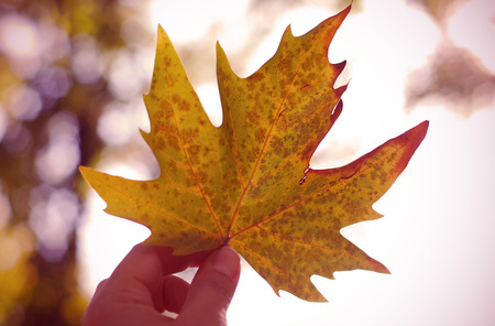 Hand hold yellow maple leaf against clear blue sky with sun light rays. Autumn time season.の写真素材