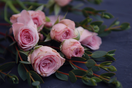 Pink roses in bloom on a blue wooden tableの写真素材