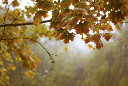 Autumn background with branches with yellow leaves in the parkの写真素材