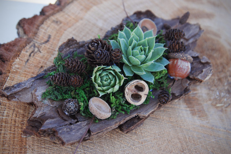 Small garden of terrarium bottle with Miniature succulent plants.の写真素材