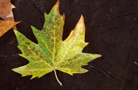 Autumn leaf ont black background.の写真素材