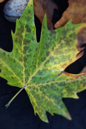 Autumnal green rusty leaf on a dark backgroundの写真素材