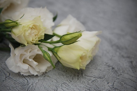 White Eustoma Flowers Isolated on Gray Backgroundの写真素材