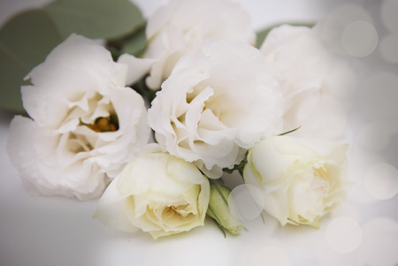 Beautiful eustoma flowers isolated on white backgroundの写真素材
