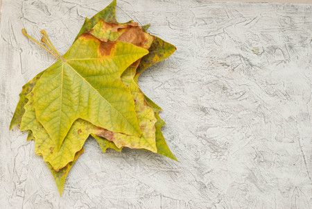 Autumn falling leaves isolated on rustic backgroundの写真素材