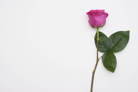 Pink Rose isolated on white backgroundの写真素材