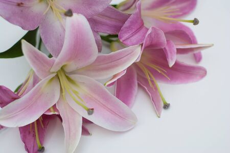 Beautiful pink lily flower bouquet isolated on white backgroundの写真素材