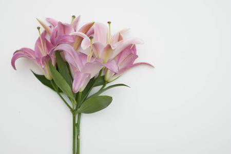 Beautiful light pink lilies on white backgroundの写真素材