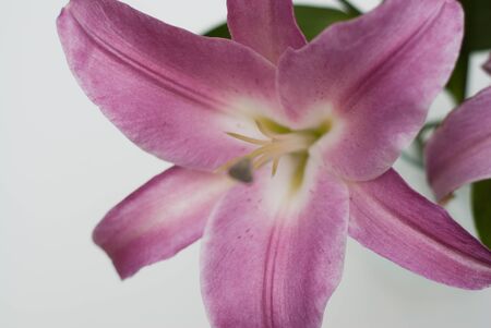 Beautiful pink lily flower isolated on white backgroundの写真素材