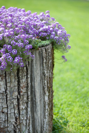 Little purple flower in Spring on green garden background. Vertical image.の写真素材